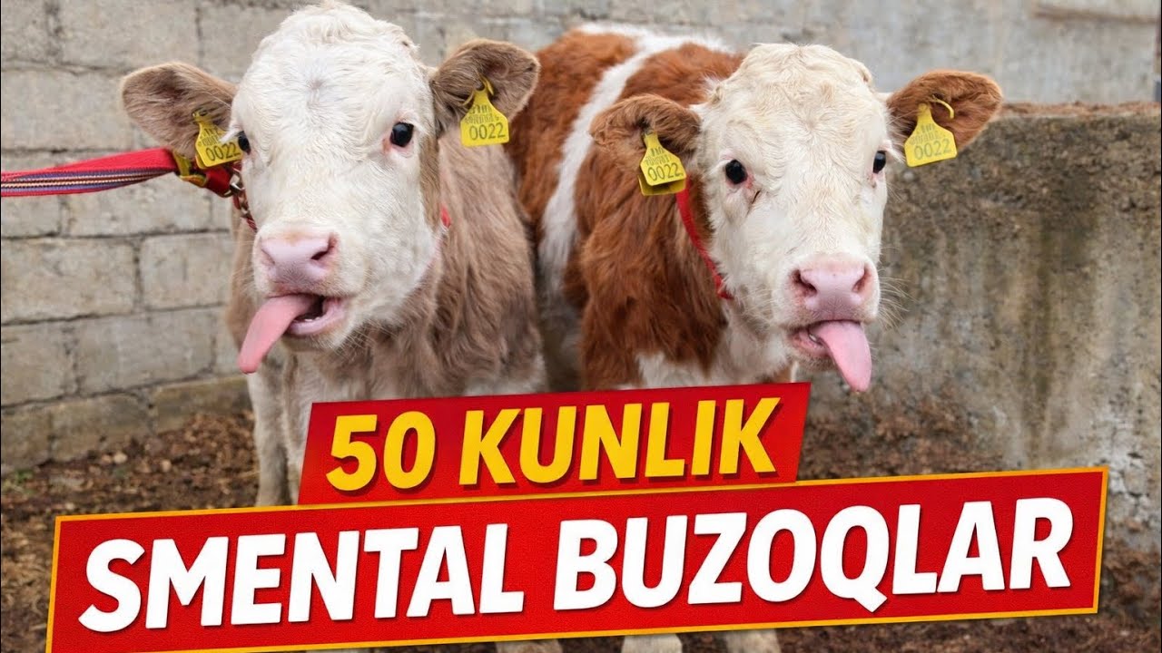 TASHKENTSKIYNING SMENTAL BUQACHALARI YANA SOTUVDA 