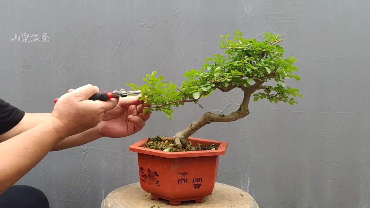 Pruning and maintenance methods of ash bonsai in different cultivation stages對節白蠟盆景不同培育階段的修剪及養護方法