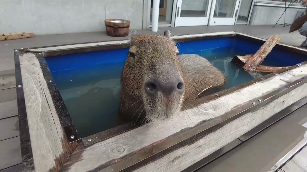 カピバラ プールでもぐもぐごろごろ(アニミルお台場)