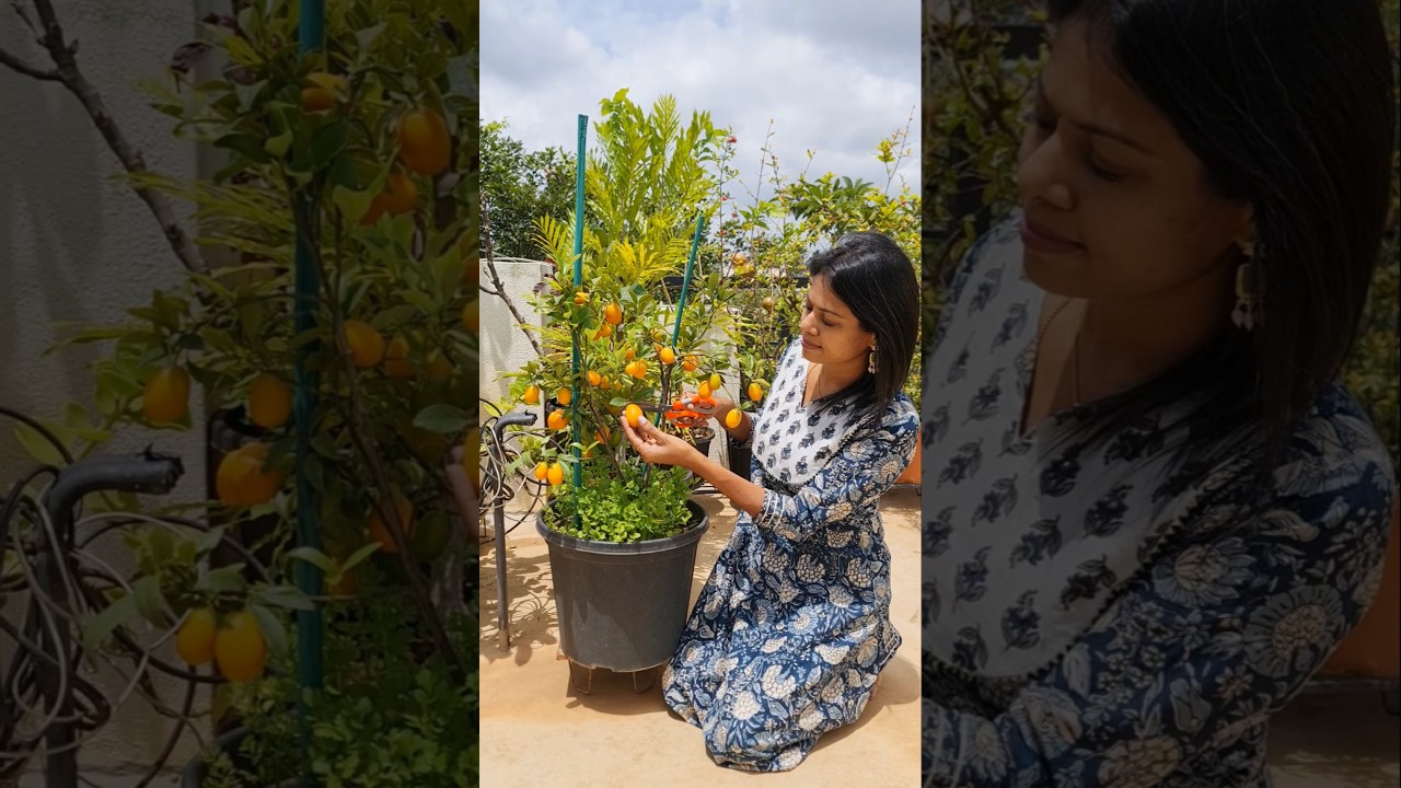Sweet Lemon Harvest🍋 #terracegarden #shorts #youtubeshorts