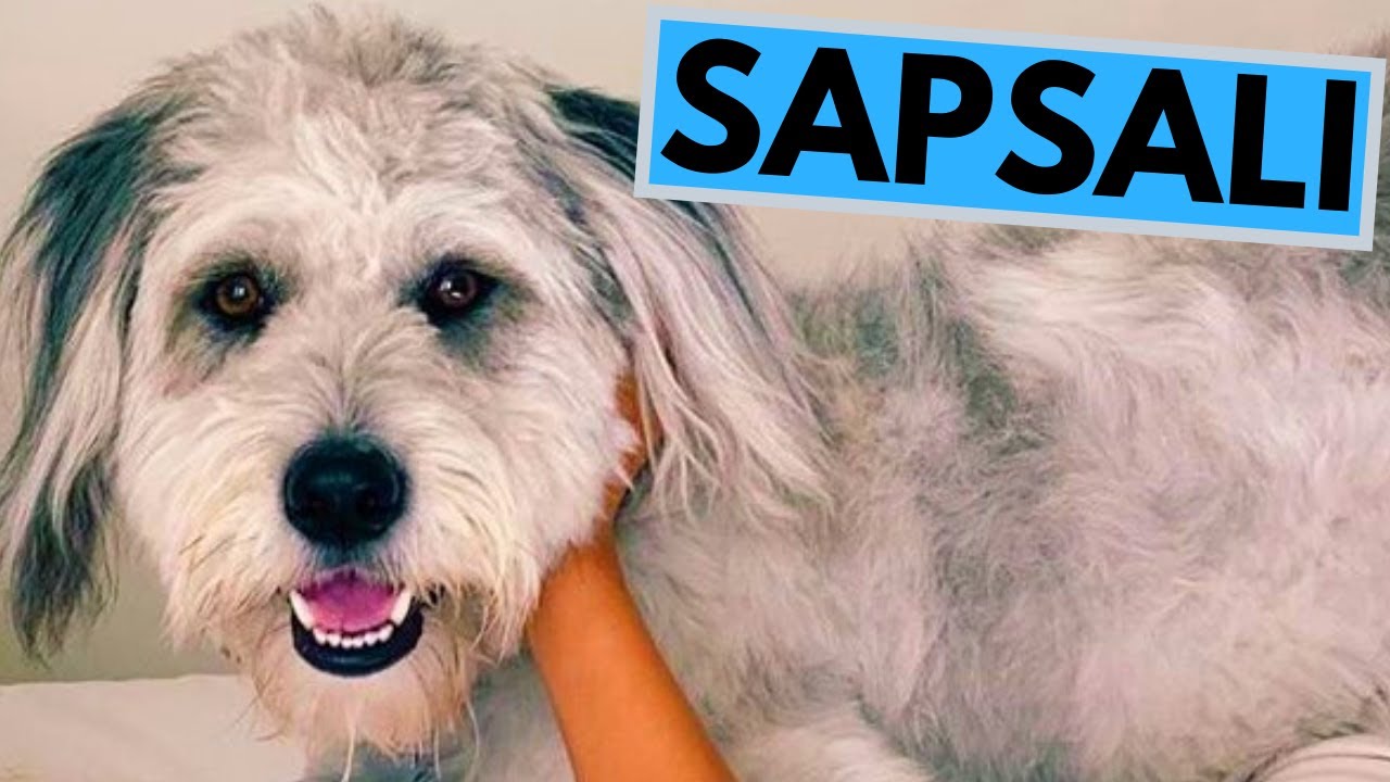 Sapsali Dog Breed - Facts and Information