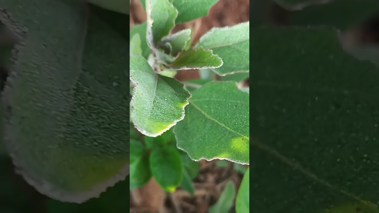 Bathua sag farming...... Lamb's Quarters, Goosefoot, White Goosefoot, or Pigweed, 