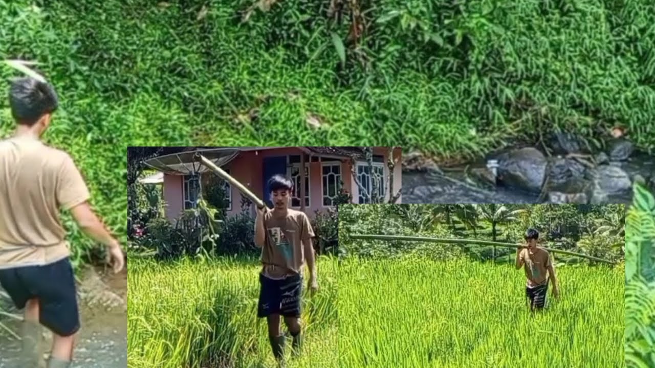 Pesona sawah||di saat matahari terbit. (Senja). @azorgabres 