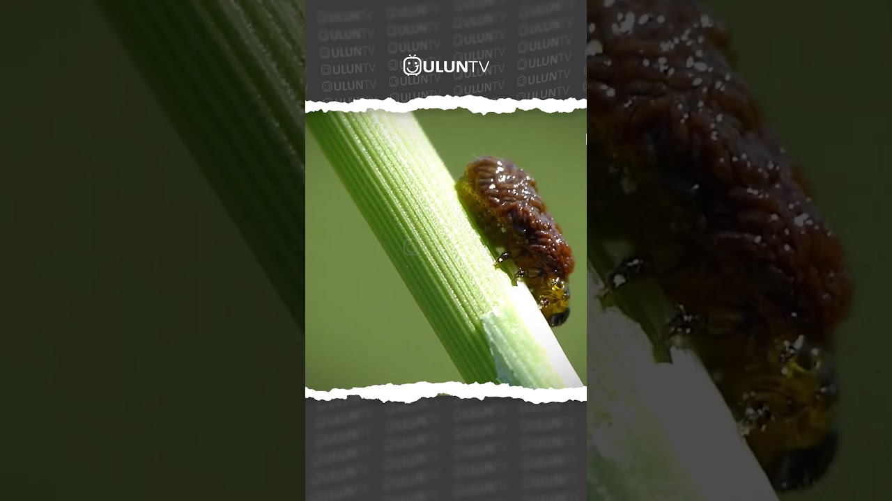 Cereal Leaf Beetle Larvae || Strange animals 