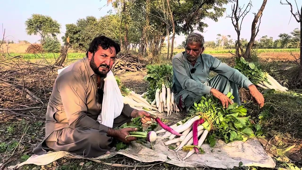 Laal mooli ( Red radish) di kasht | Baba Shokat amrood de baag wala | Football da purana hero milya 
