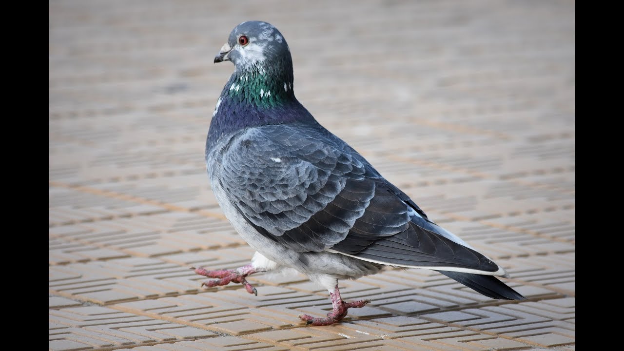 인문고전 학어집(24강)- 꿩과 비둘기