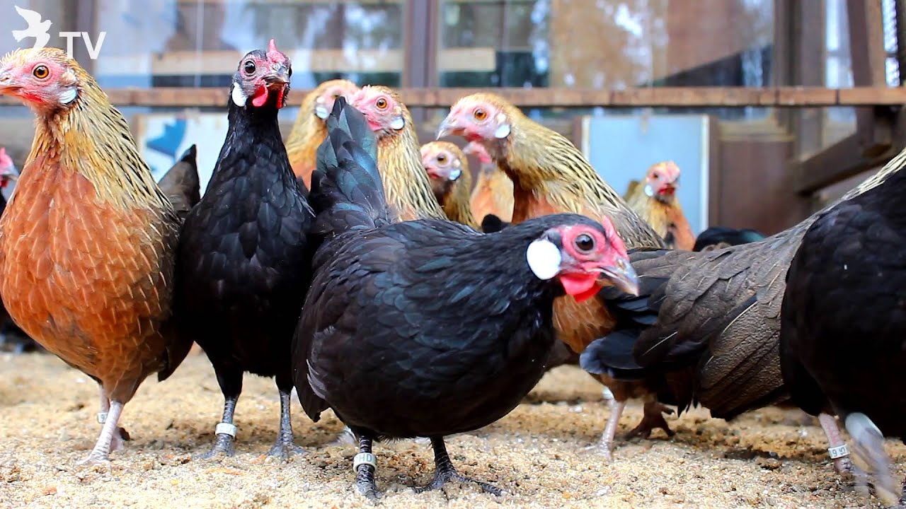 Bantam von Uwe Harbeck (Rassegeflügel)