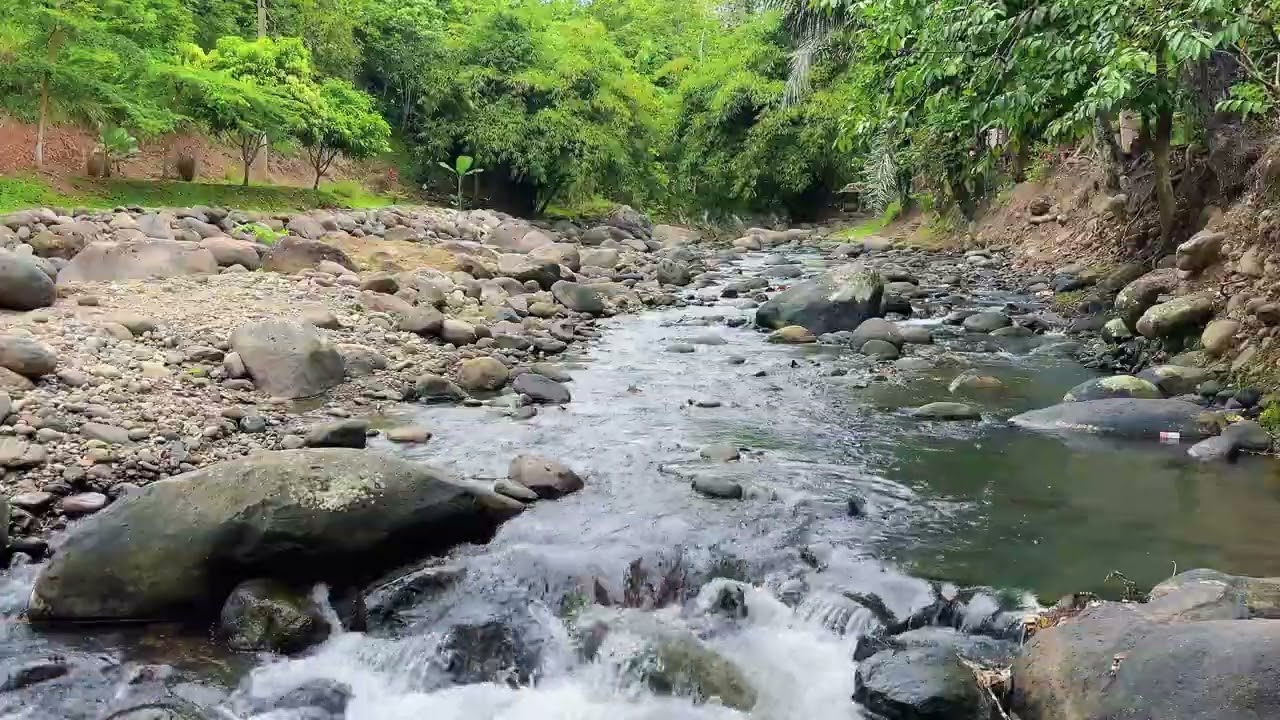 Luxury Nature Escape: Gentle River & Forest Ambience