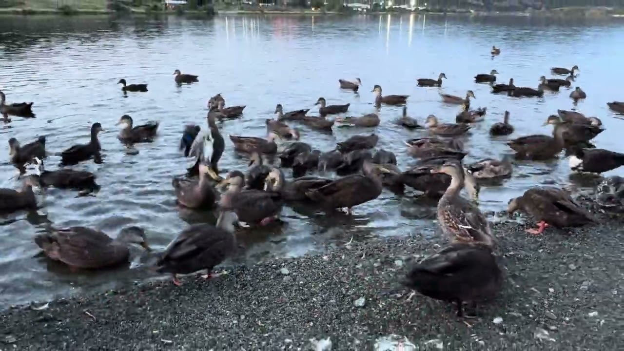Calming Quacks & Water Sounds for Relaxation : A Silent Evening (46 Minutes)