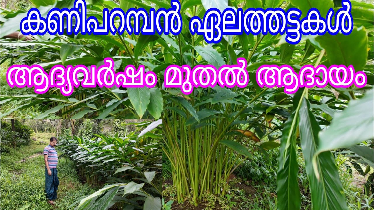 Kaniparamban Cardamom Plants#Antony Muniyara Vlogs