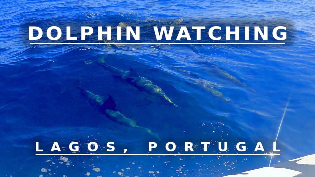 Dolphin Watching - Lagos, Portugal