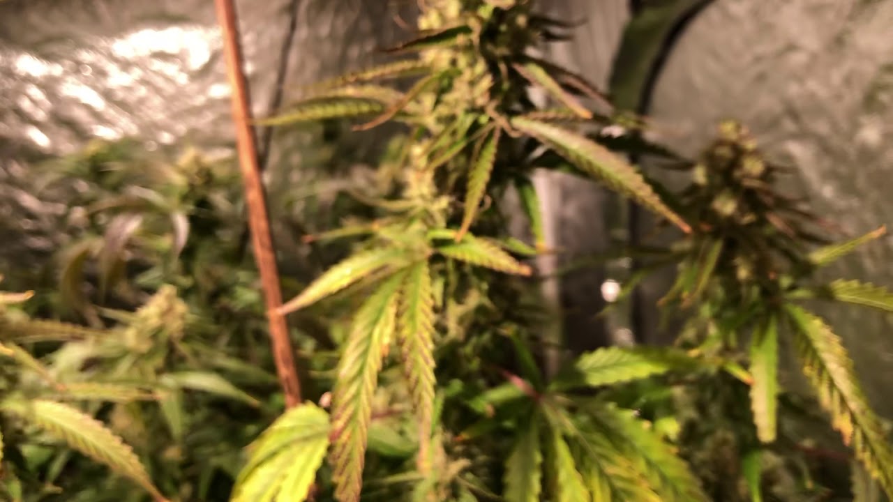 18 and over Blue planet nutrients farmers pride start of week 4