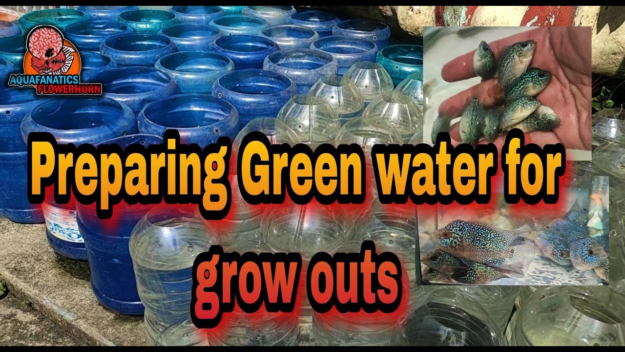 Preparing Green water for growouts