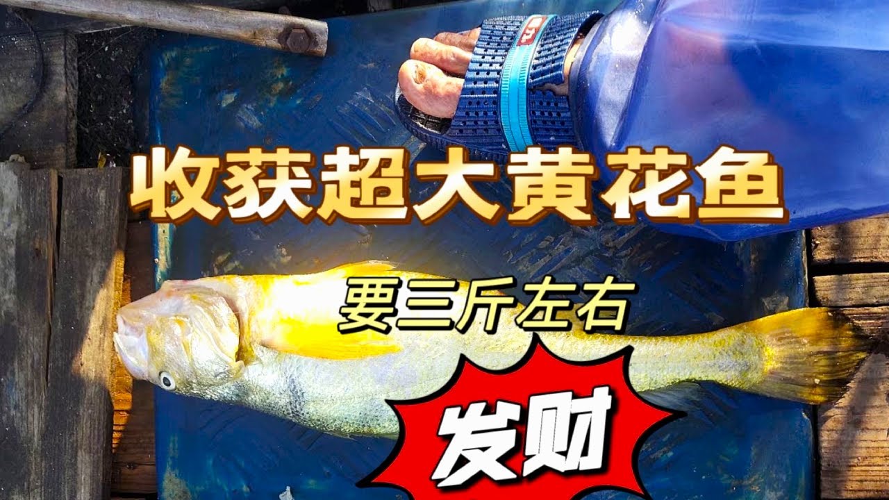 收获一条3斤左右的野生大黄鱼！这条价值好几千太爽了！