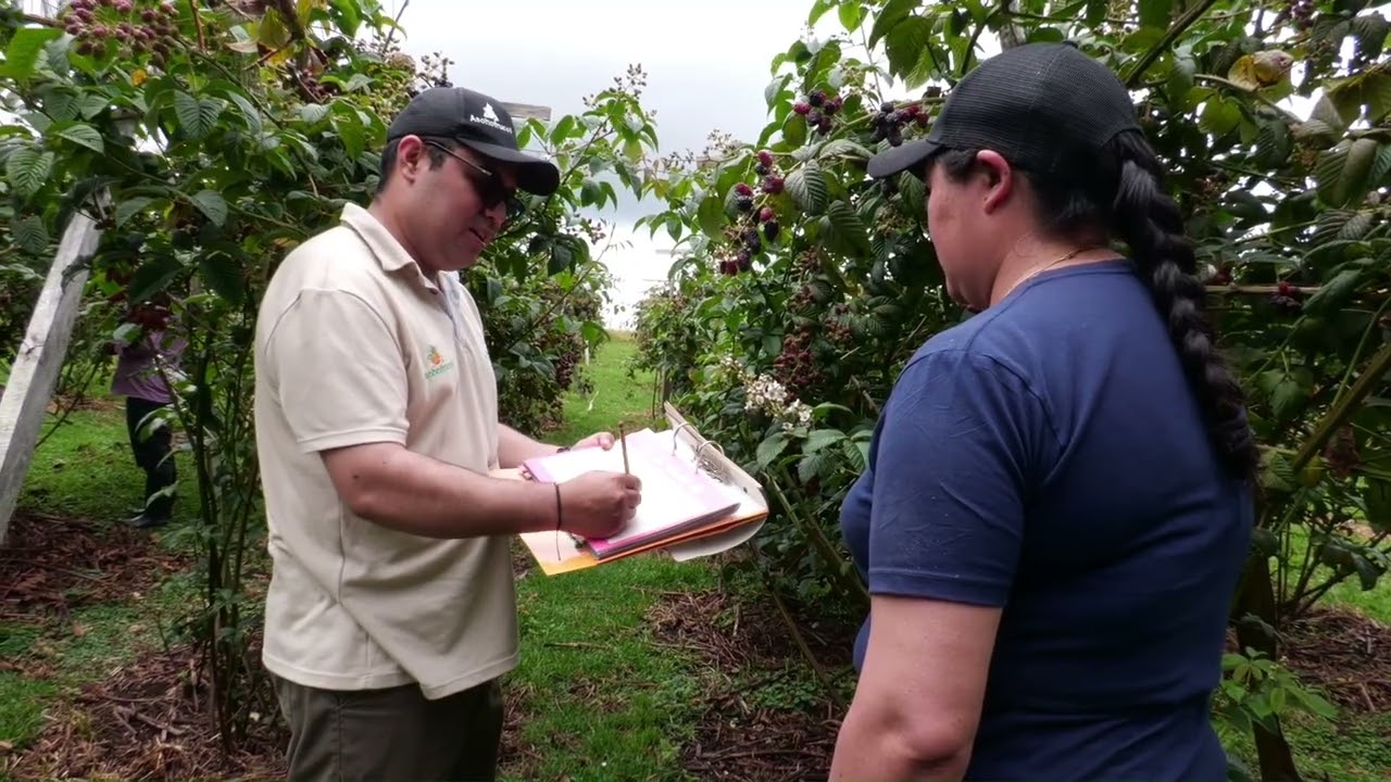 Cultivos de mora uva de alta calidad con menor costo de producción - Somos Agricultura Tropical