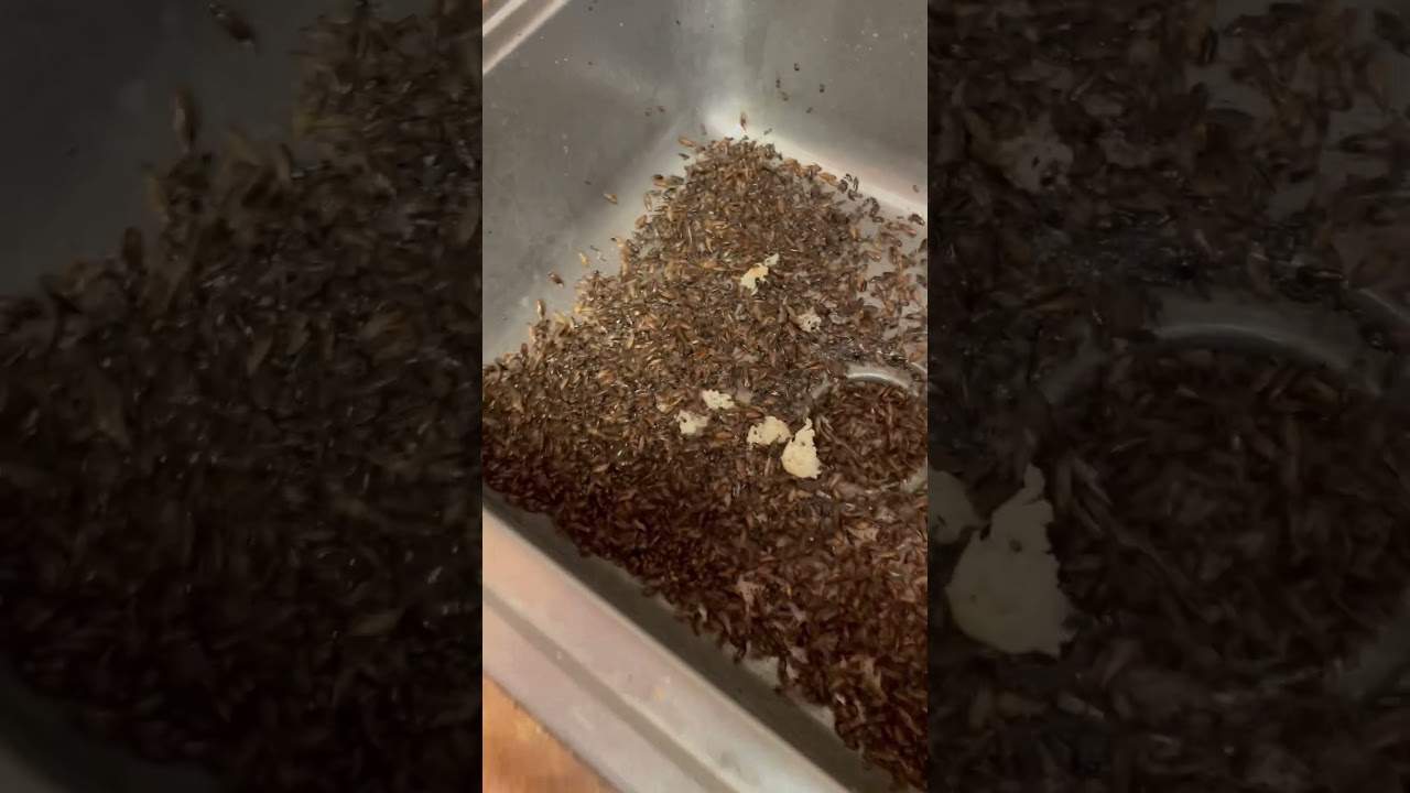 Day in the life of an exterminator!  #projects #pestcontrol #exterminator! #roaches #infestation