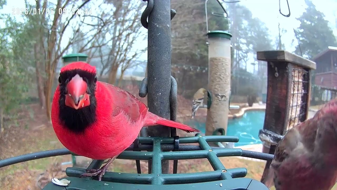 Birds feeding in Marietta Ga 12/2025.  Surprise Ending