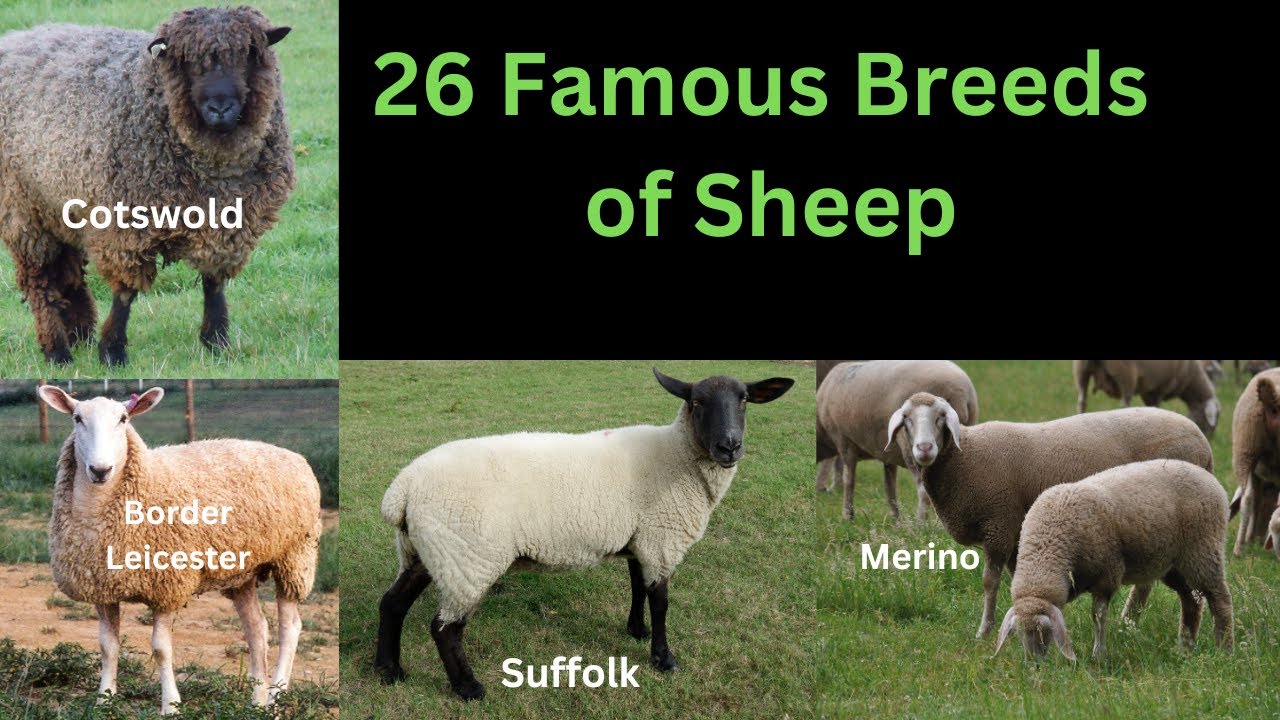 26 Famous Breeds of Sheep | Sheep With High Wool and Meat Yield