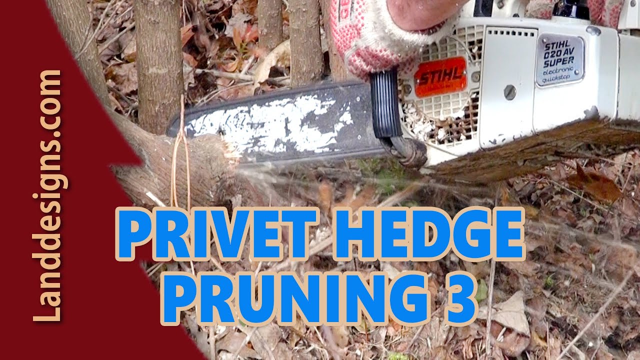 PRUNE OVERGROWN PRIVET HEDGE 3