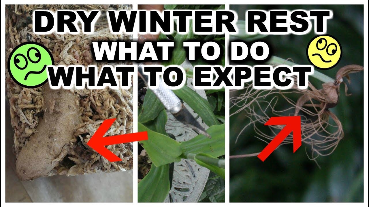 Habenaria Care - Dry Winter Rest & What to Expect, Orchid Winter Care