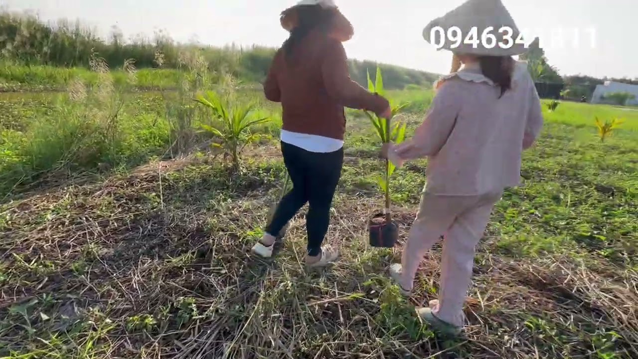 Me chồng dậy con dâu trồng dừa