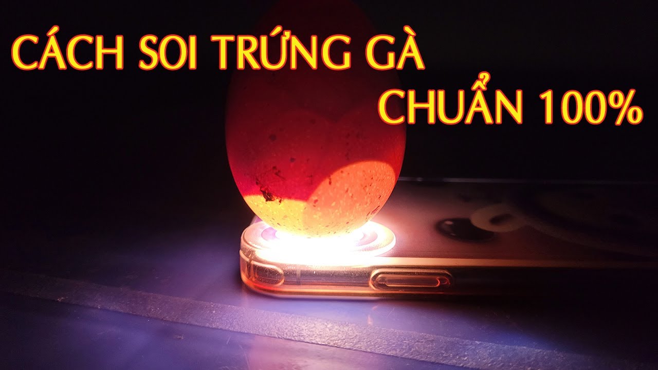 Cách Soi Trứng Gà Chuẩn 100%. Kỹ Thuật Soi Trứng Hiệu Quả