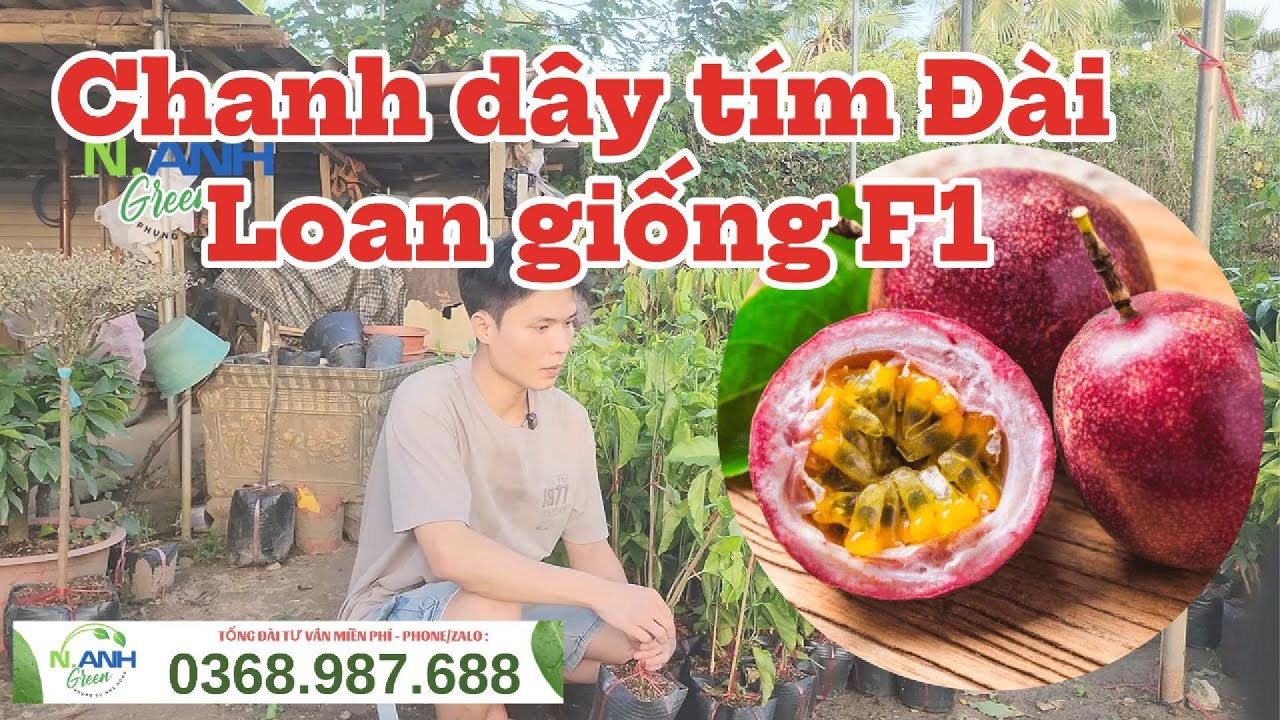 Giống Chanh Leo T&iacute;m Đ&agrave;i Loan: Năng Suất Vượt Trội, Quả To Ngọt Thơm, Kh&aacute;ng Bệnh Tốt | 0368987688