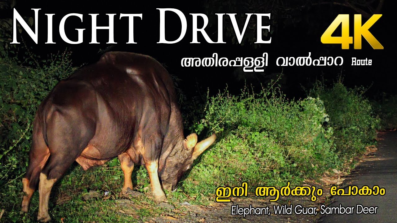 Night Drive - അതിരപ്പള്ളി  വാൽപ്പാറ Route!!! 4K
