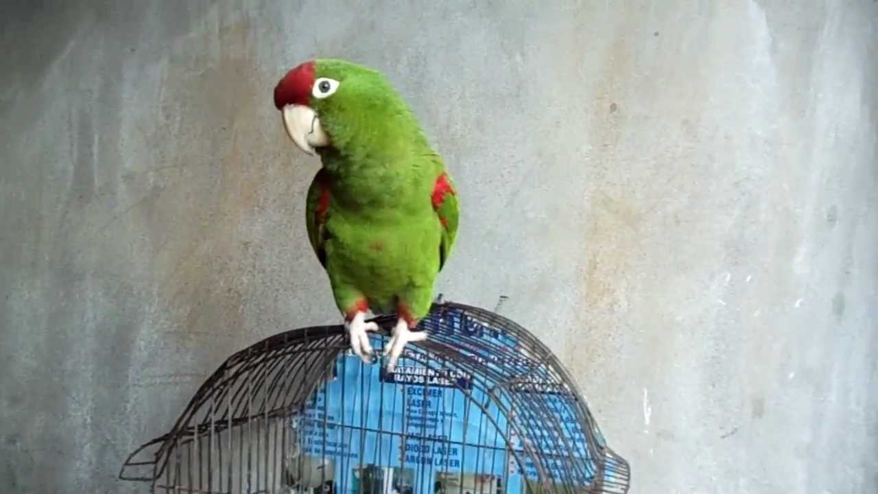 LORO QUE HABLA