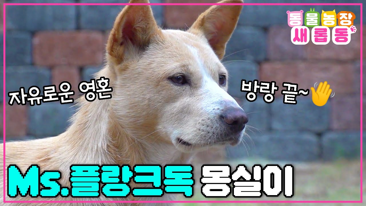 [#새롭동물농장] 인싸견과의 만남은 쉽고 이별은 어려워😭 자신만의 길을 가는 방랑견 몽실이의 꽃길 프로젝트🌸 / EP.1200 #TV동물농장 #AnimalFarm #SBSstory