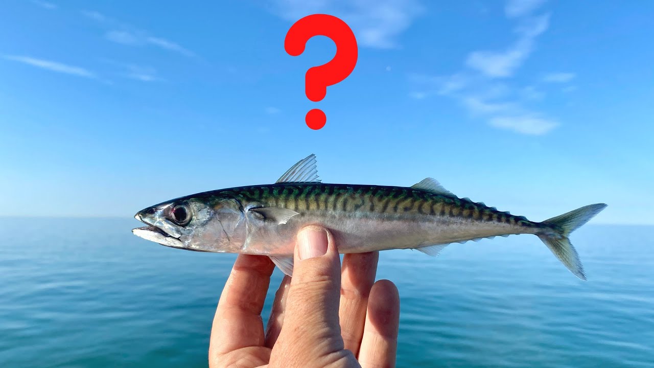 The best way to catch Mackerel