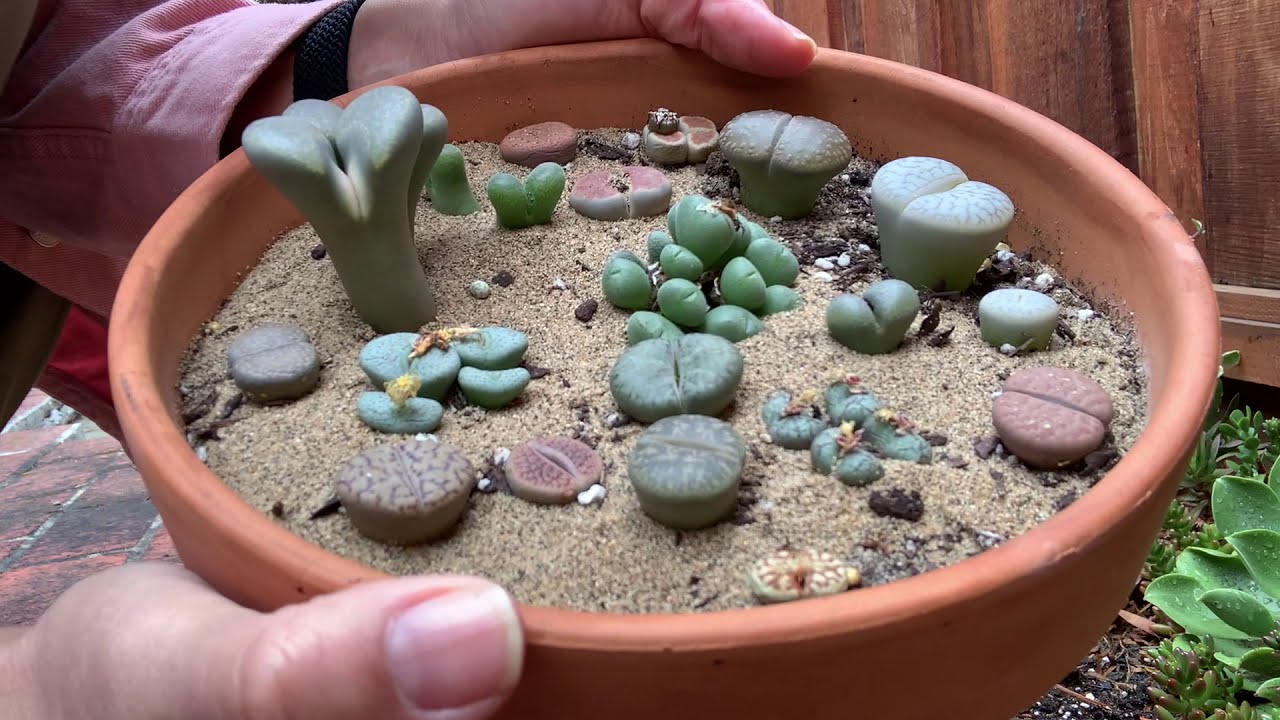 Planting Lithops from Plant Mails Into the Pots