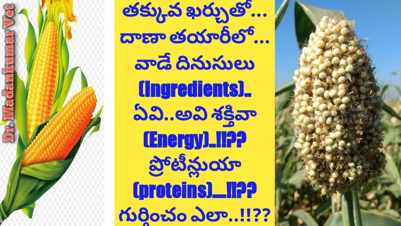 Energy, Protein Concentrate Feed Ingredients | Low Cost Concentrate Feed Telugu | Dr. Madankumar Vet