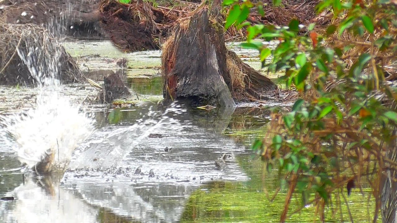 GILA !! CASTING IKAN GABUS DI KANAL BARU DI BUKA TERNYATA PADAT SAMBARAN #AS-240