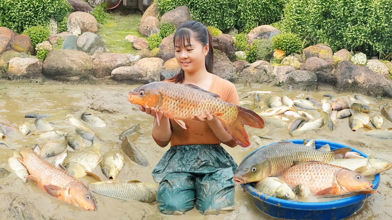Harvesting A Lot Of Big Fish Goes To The Market Sell, Cooking Fish - Farm Life