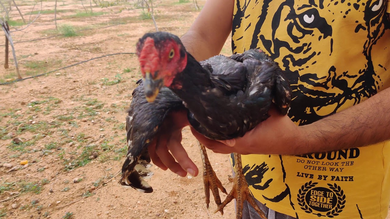 Pure Home Breed Aseel Patha 2 ( H.D Quality )