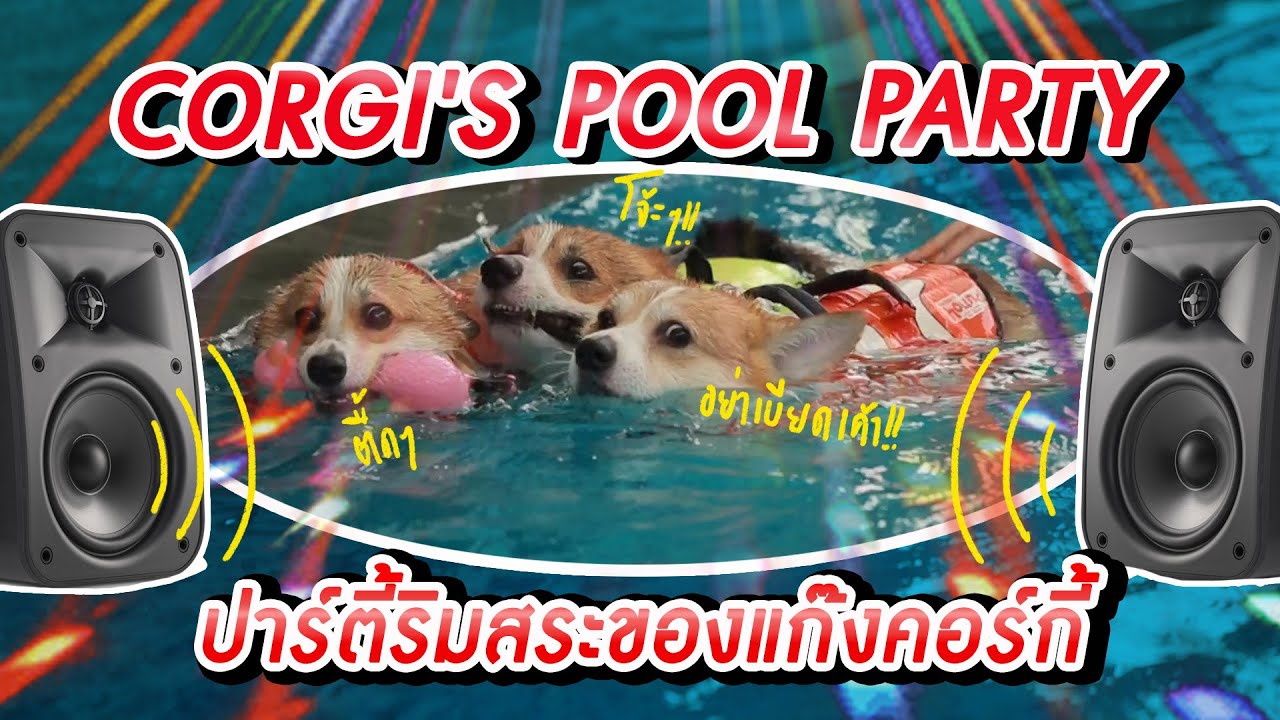 มาร์ชจุ...จัด POOL PARTY ให้พ็อกบาและผองเพื่อน | MARCHU