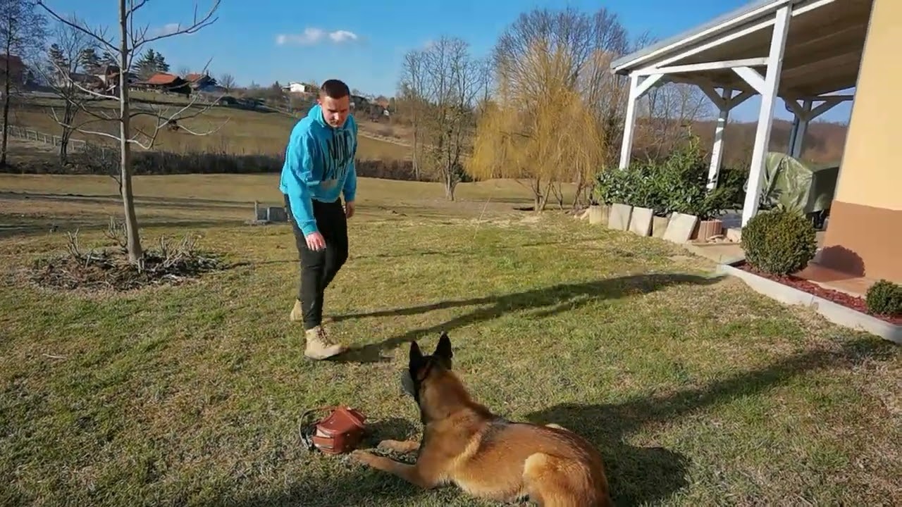 ČUVANJE PREDMETA, BELGIJSKI OVČAR PABLO ( mallinois), STAR 9 MJ.