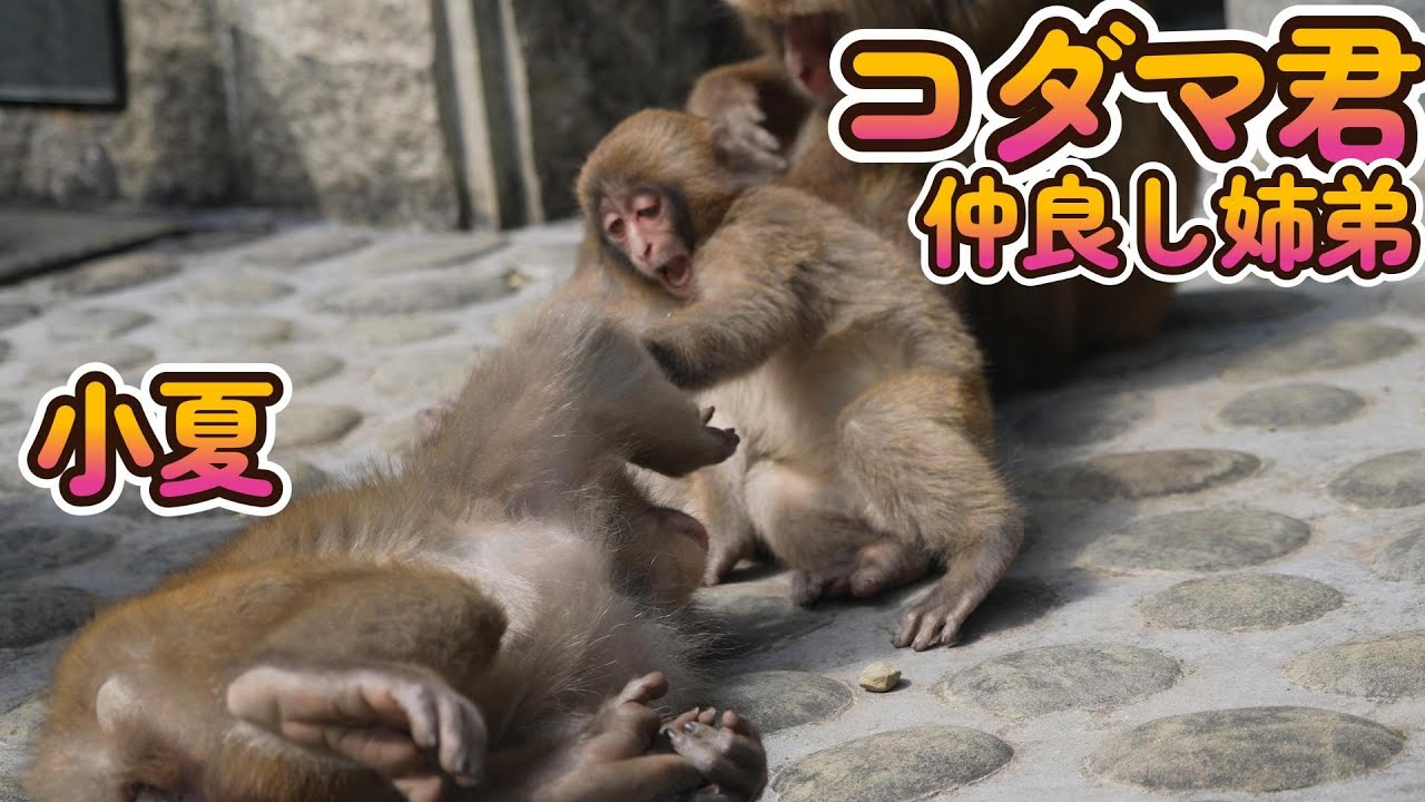 【赤ちゃん・ニホンザル・４K動画】Dropping Eyes Kodama　仲良き姉弟😍