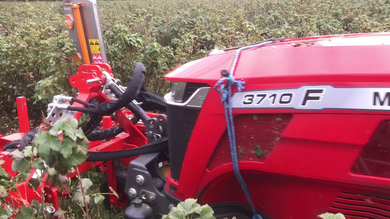 Blackcurrant Pruning Trimmer