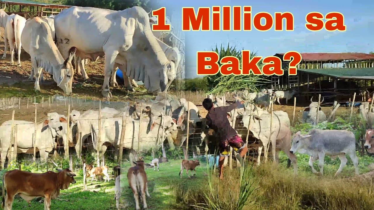 1 Million Benta sa 20 na Baka