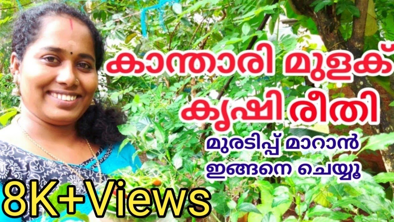 കാന്താരി മുളക് കൃഷി രീതിയും പരിചരണവും//Kanthari Mulaku Krishi//Kanthari Krishi//Sinu KG