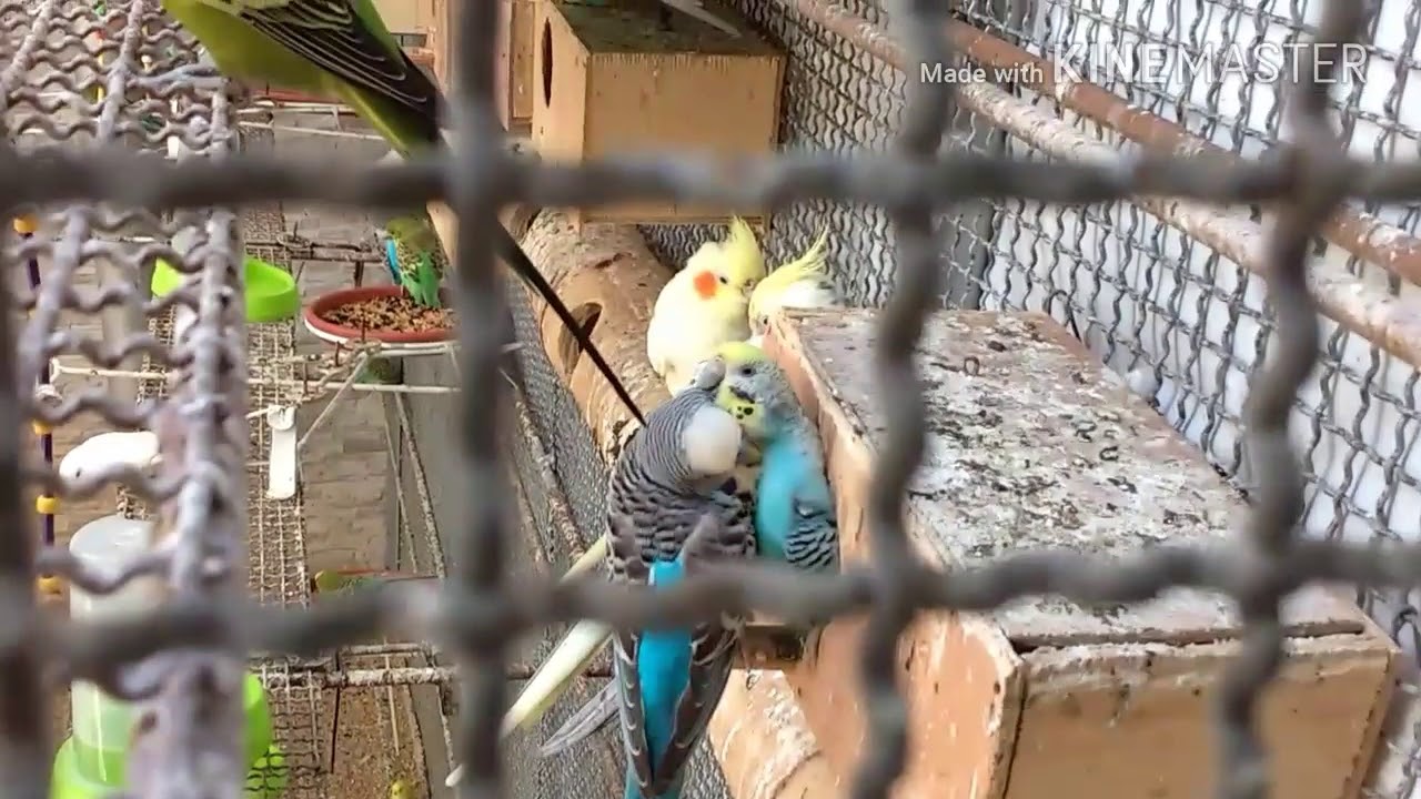 O maior viveiro de pássaros que já vi