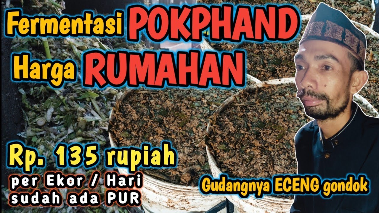 RESEP FERMENTASI MURAH BERKWALITAS!ECENG GONDOK DISULAP MENJADI PAKAN SUPER, IDE USAHA SUKSES #ENTOK