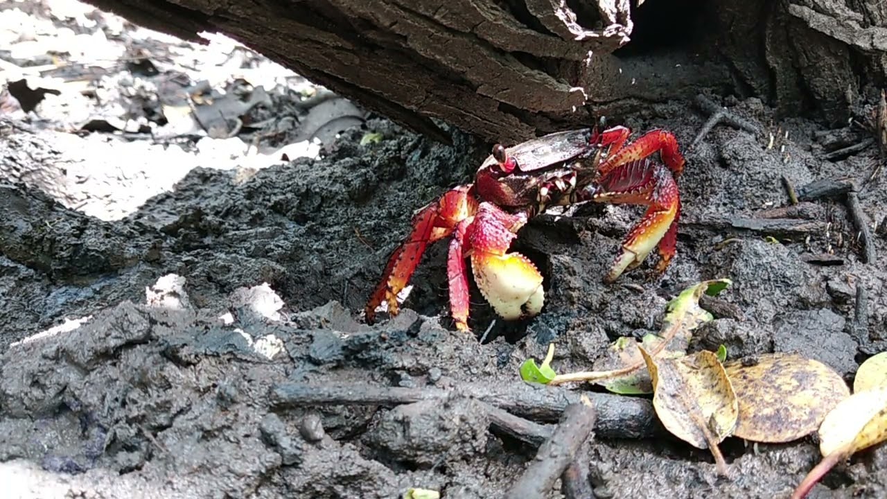 aratu sobrevivente no mangue hipersalino