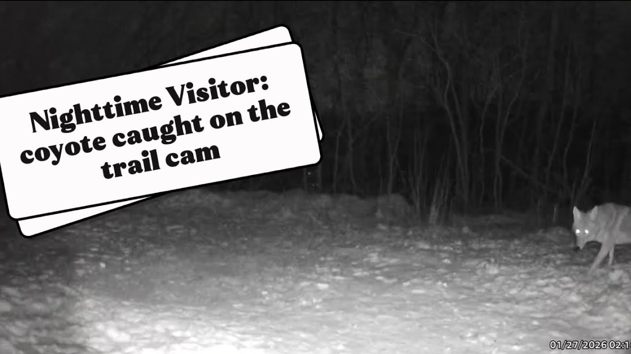 Nighttime Visitor 