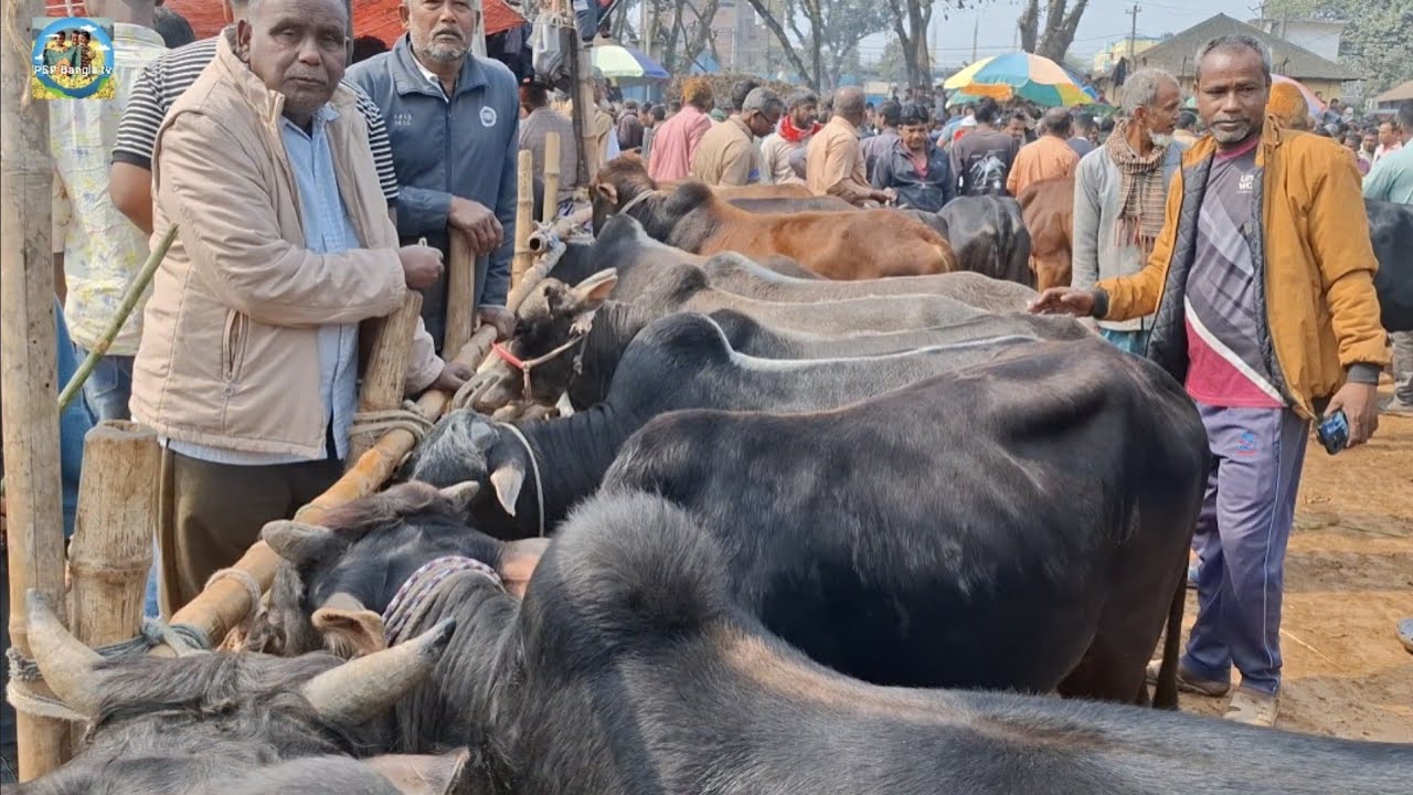 @ ৭/২/২০২৫|| স্থানীয় ও নওগাঁর খামারীর দেশি জাতের দাঁতালো ষাঁড় ও গাভী গরু কেনা আমবাড়ী হাটে??