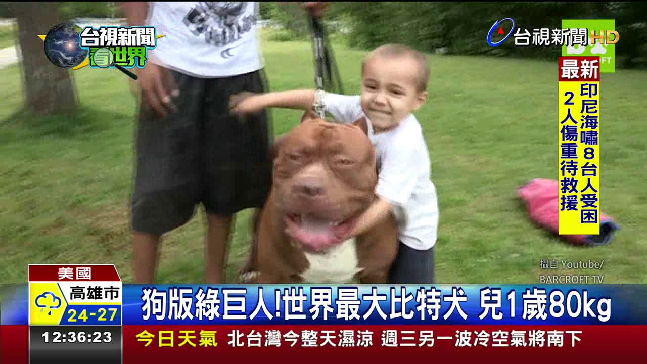 狗版綠巨人!世界最大比特犬兒1歲80kg