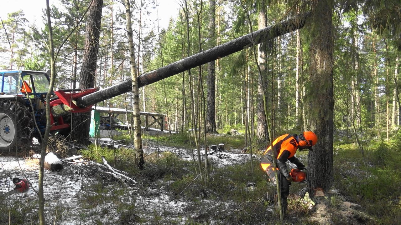 Hullua hommaa pihapuun kaadossa | Crazy lumberjack (Ford 5000)
