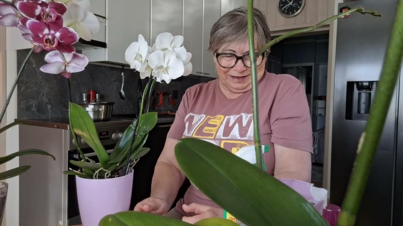 Orkidean hoito, kun ulkona niin kylmä.  Orchid care when it's so cold outside.